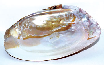 (image for) 6" Shell incense Burner